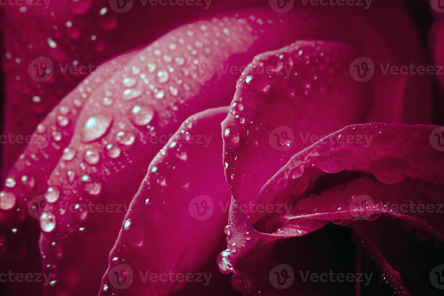 detalhe de flor rosa com orvalho foto