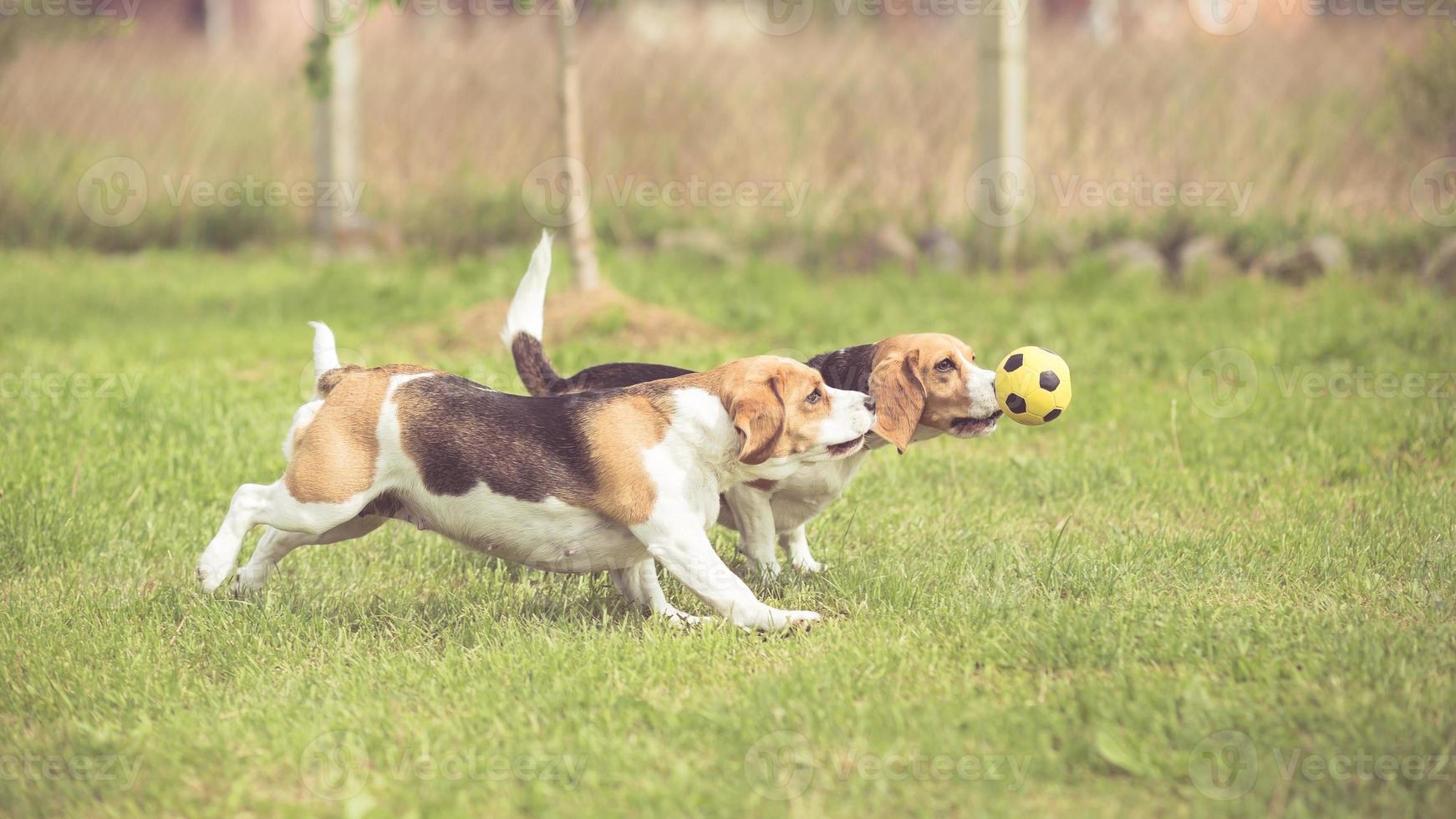 dois cães beagle jogando futebol foto