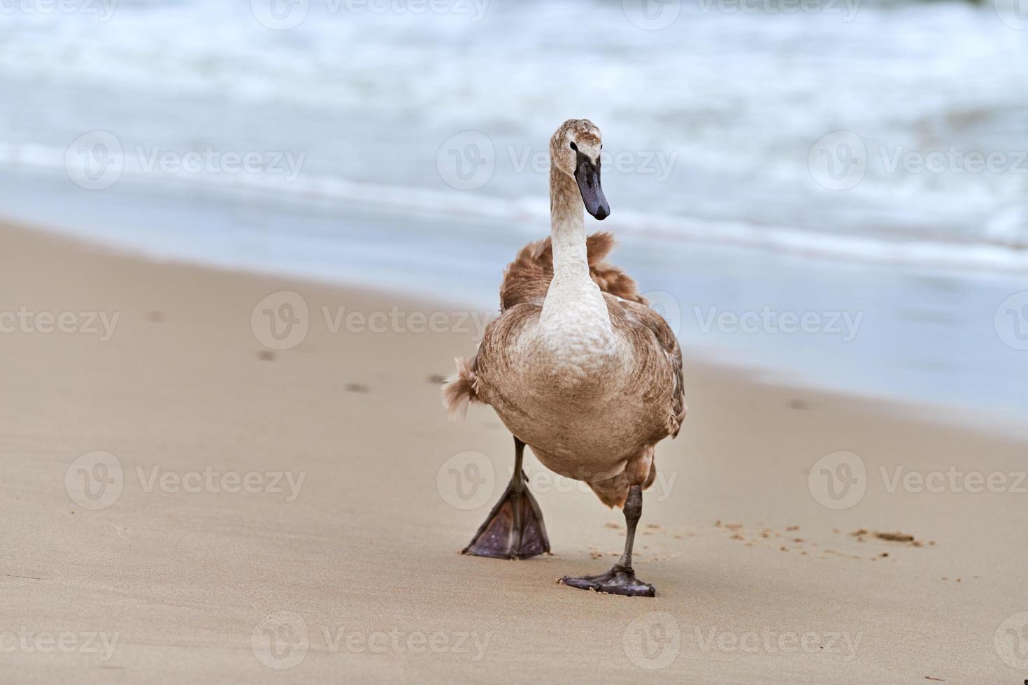 jovem cisne marrom caminhando pelo mar Báltico, close-up foto