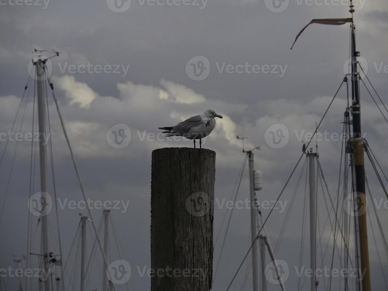 a ilha spiekeroog no mar do norte foto