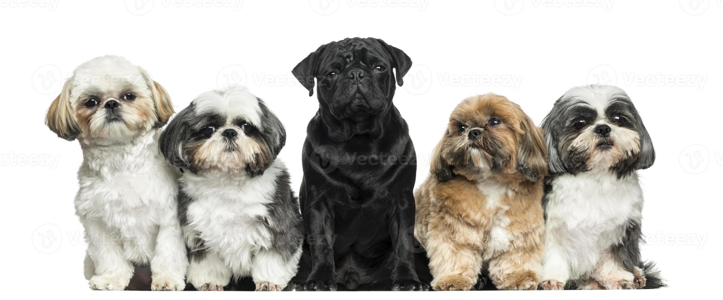 vista frontal de cães em uma fileira, sentado, isolado foto