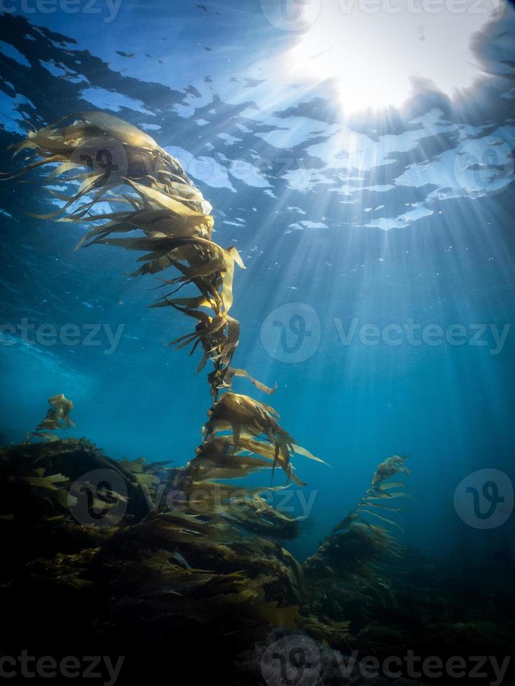 sunburst recife alga marinha laguna praia debaixo d'água foto