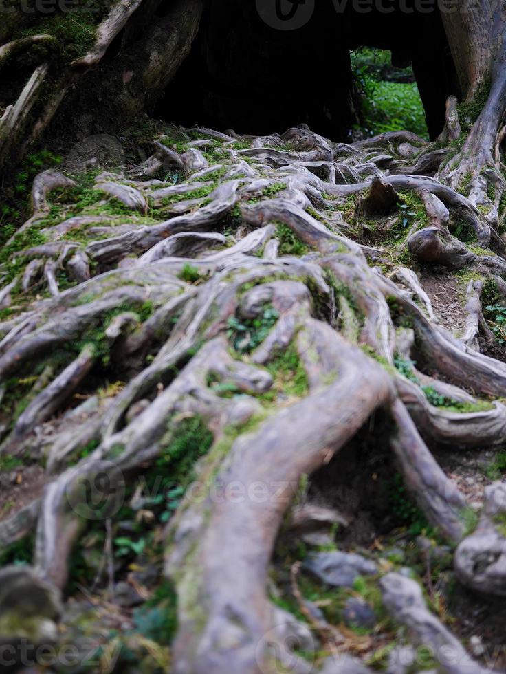 o entrelaçado torcido de galhos e raízes de árvores bela natureza foto