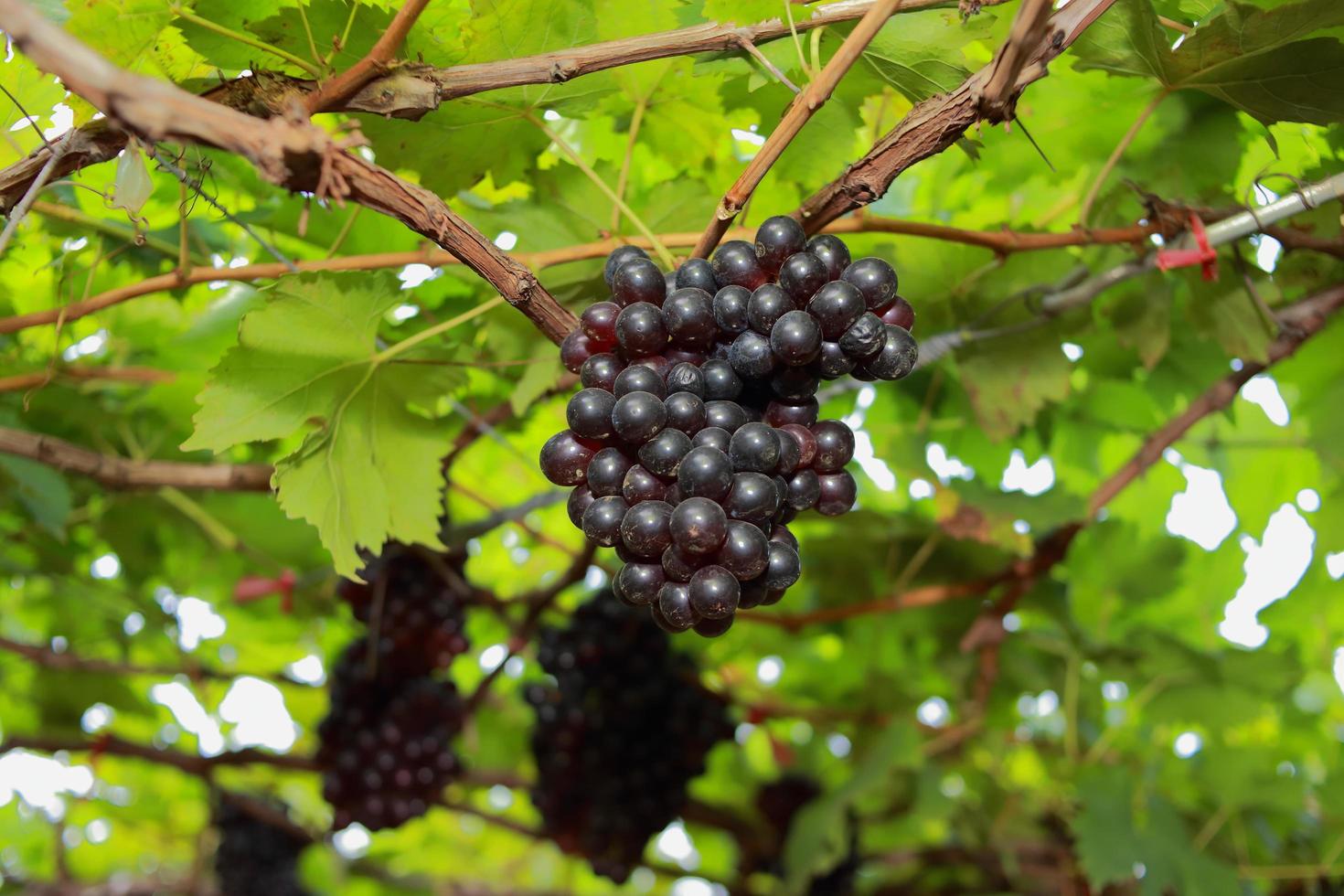 uvas na vinha em um dia ensolarado foto