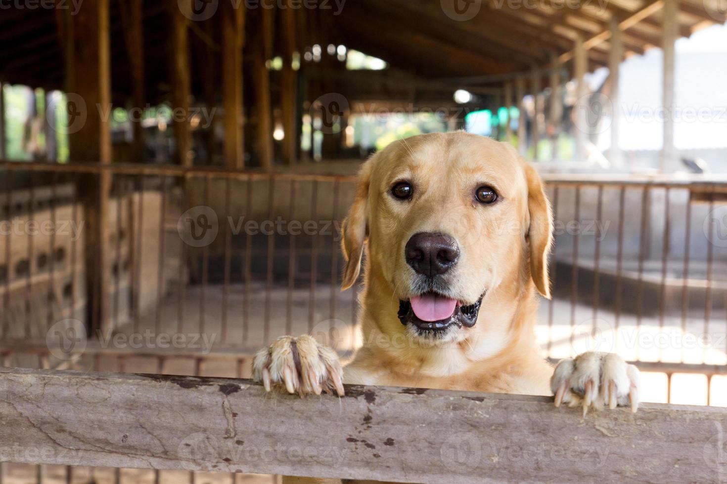 cachorro marrom ficou e esperou sobre a gaiola foto