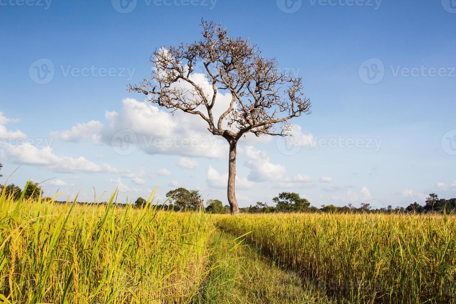 campo de arroz de outono foto