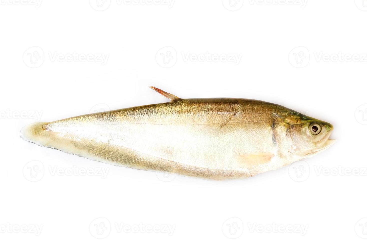peixe-faca real isolado em um fundo branco foto