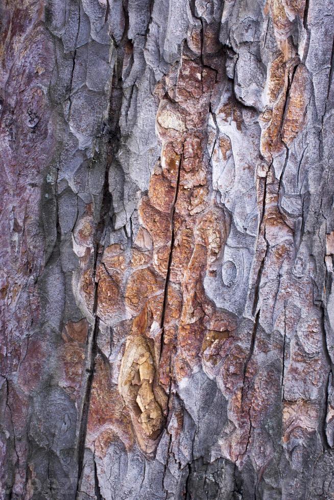 textura de casca marrom de pinheiro com musgo verde foto