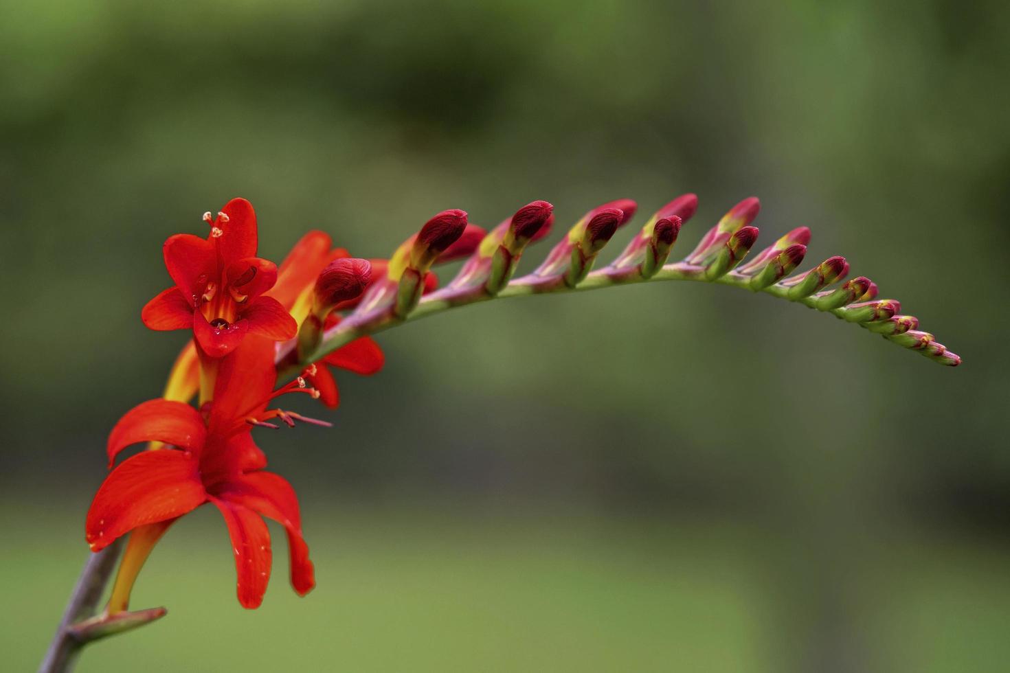 pico de flor crocosmia com flores e botões vermelhos abertos foto