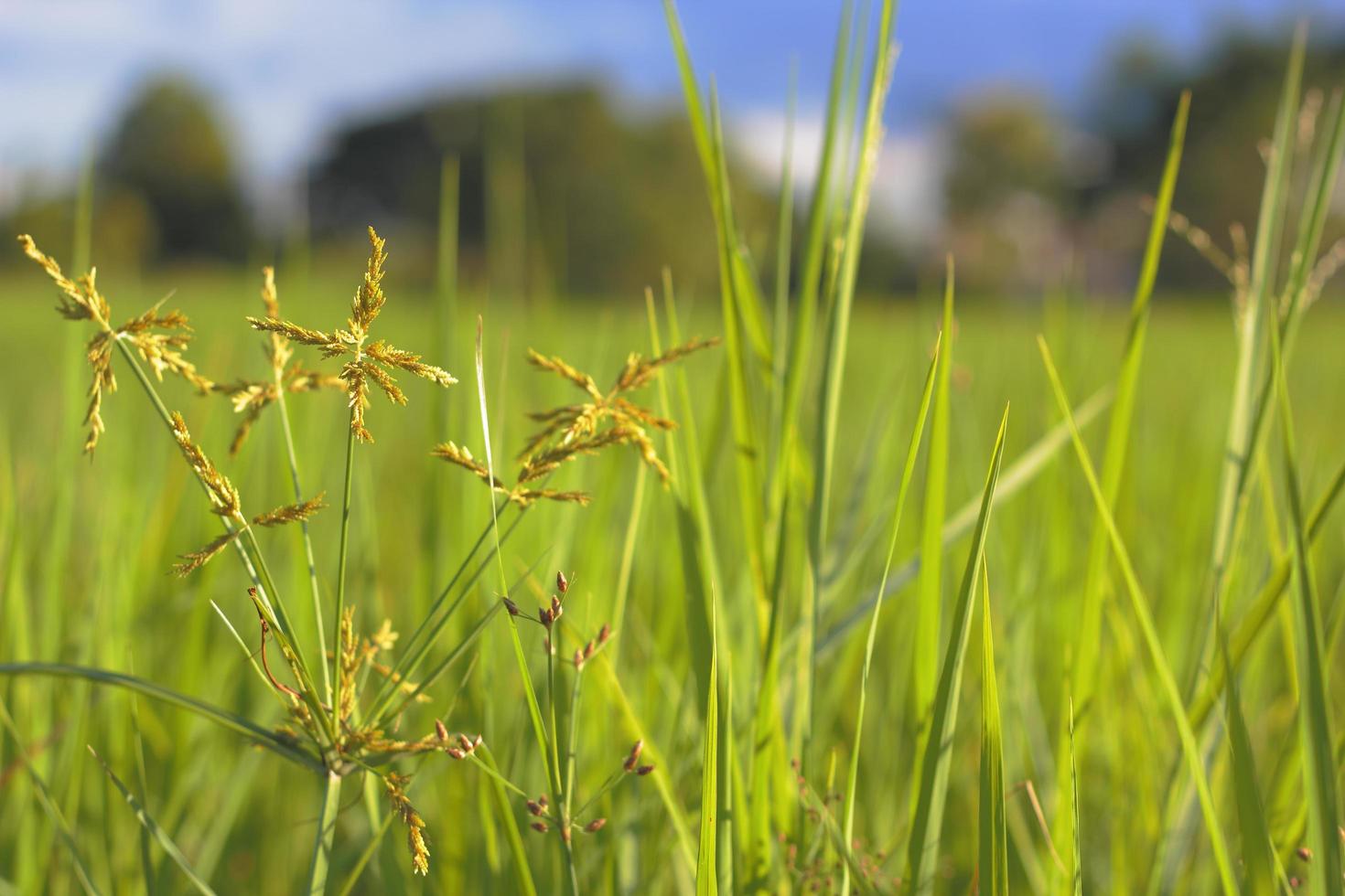 erva daninha fresca em campos de arroz foto