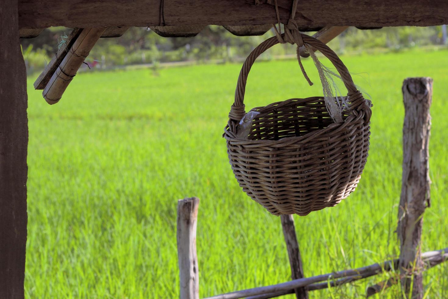 cesta de vime em campos de arroz foto