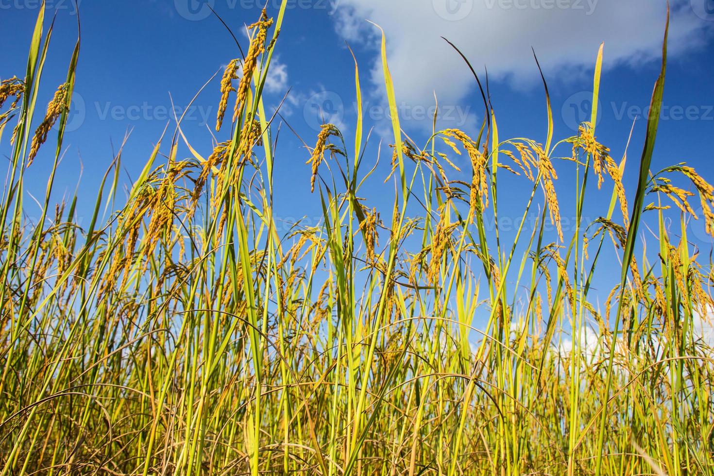 campos de arroz e céu azul profundo foto
