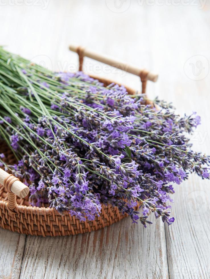 poda sazonal de lavanda. foto