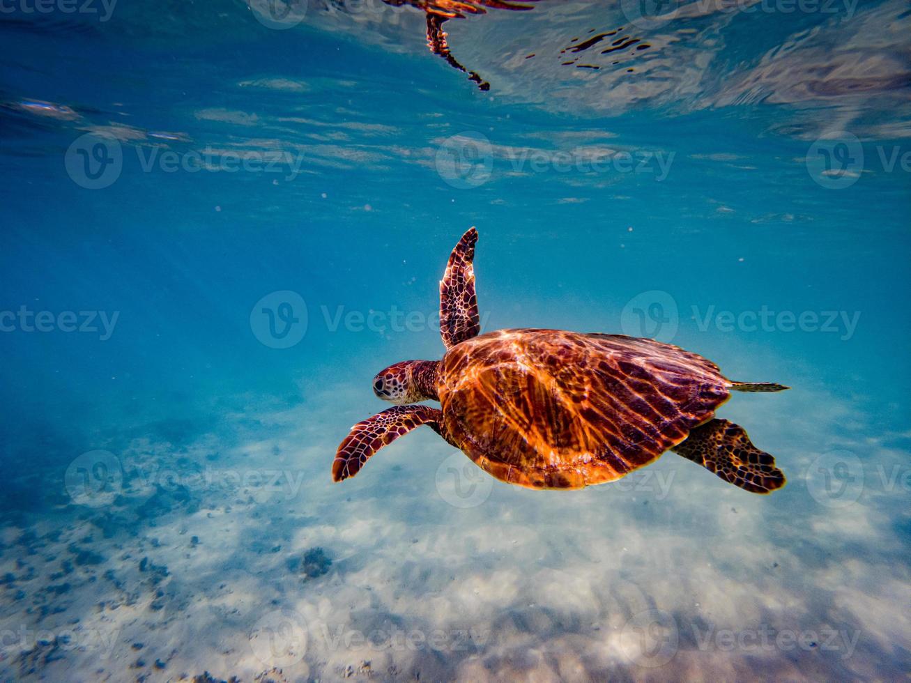 fotos debaixo d'água de tartarugas marinhas verdes