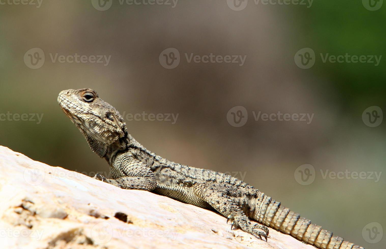 um lagarto senta-se em uma grande pedra em um parque da cidade foto