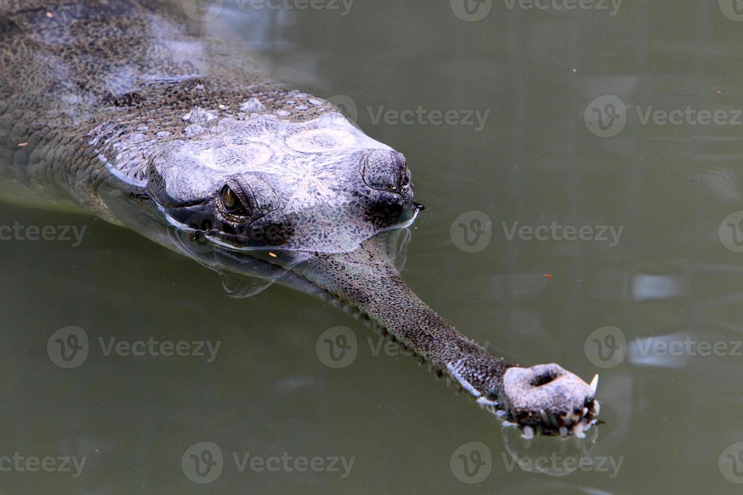 grandes crocodilos na reserva natural hamat - gader no norte de israel foto