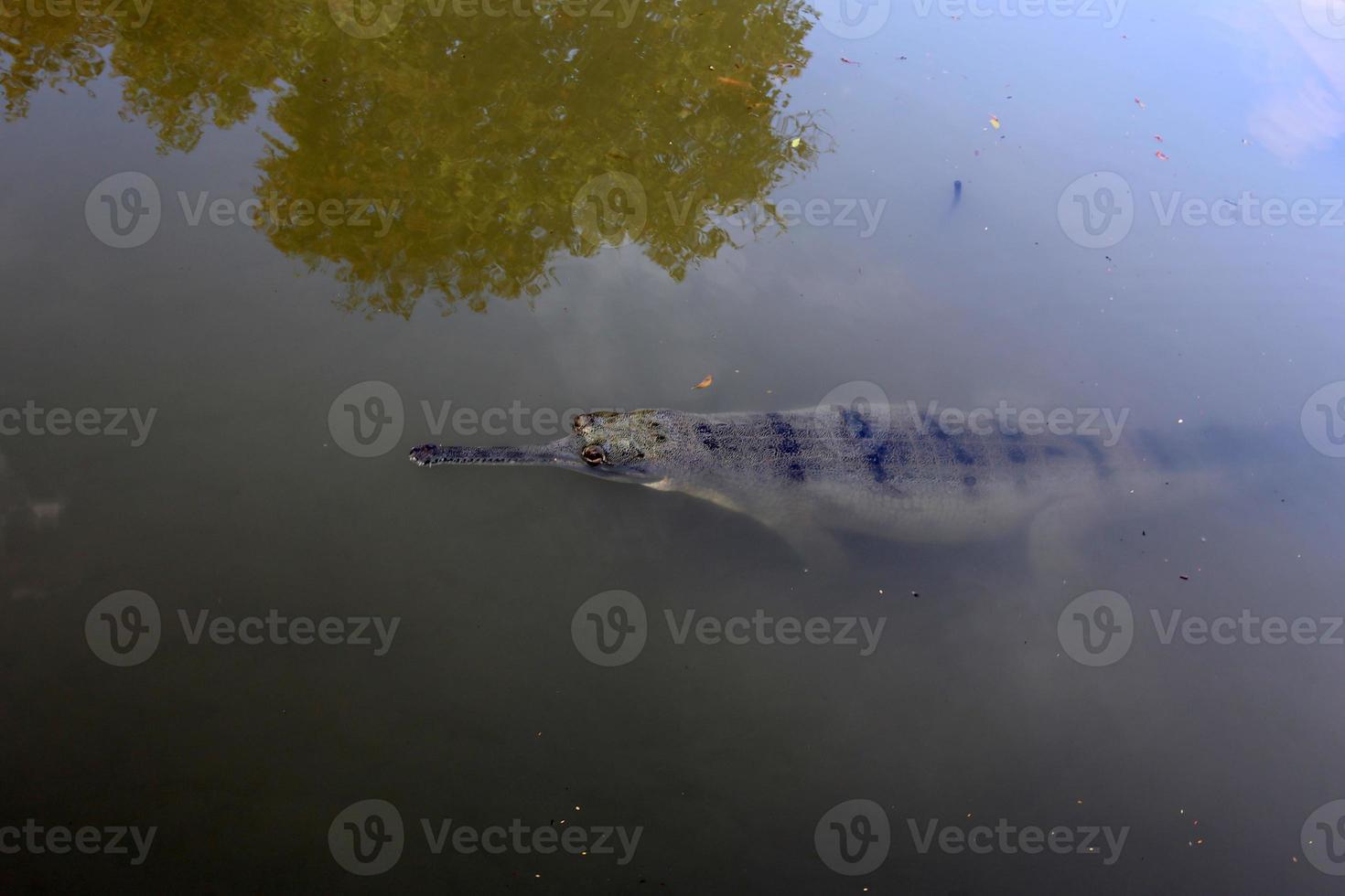 grandes crocodilos na reserva natural hamat - gader no norte de israel foto