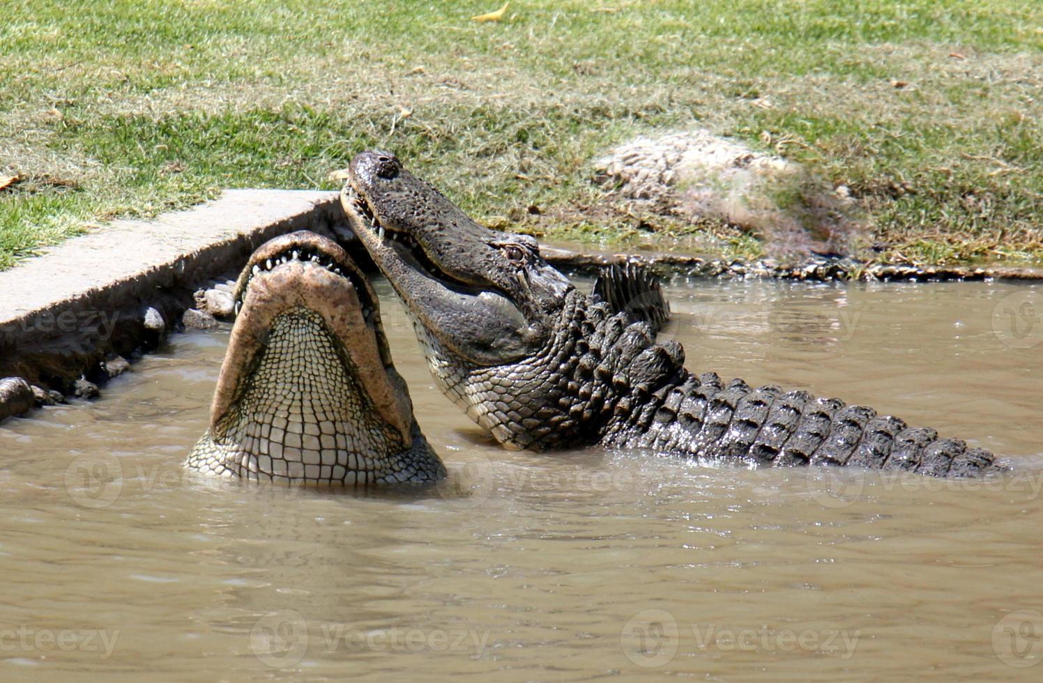 grandes crocodilos na reserva natural hamat - gader no norte de israel foto
