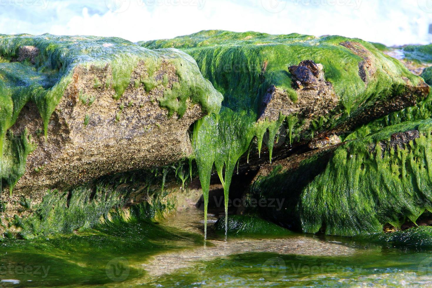 algas verdes na costa mediterrânea foto