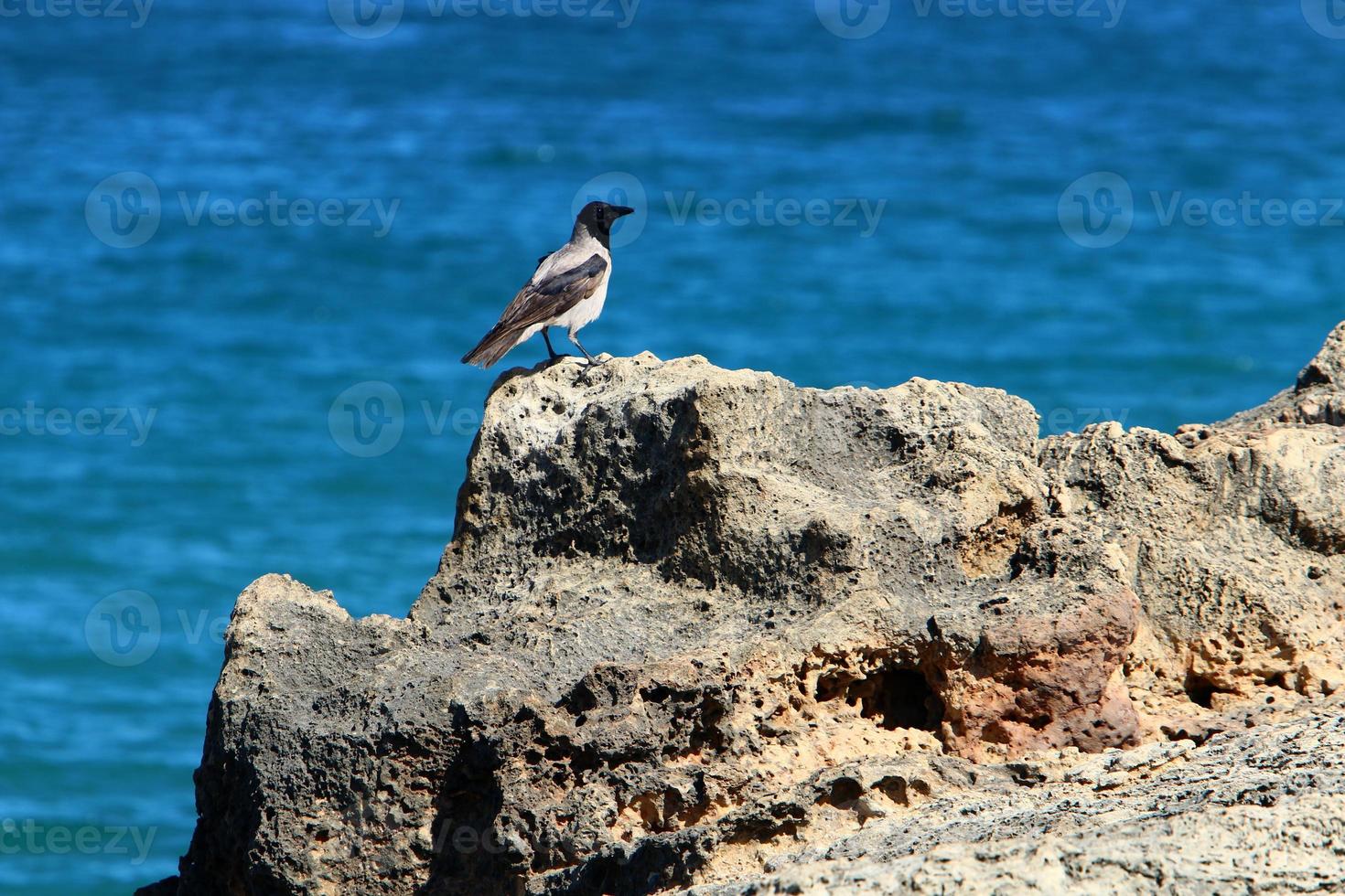 altas falésias nas margens do mar mediterrâneo foto