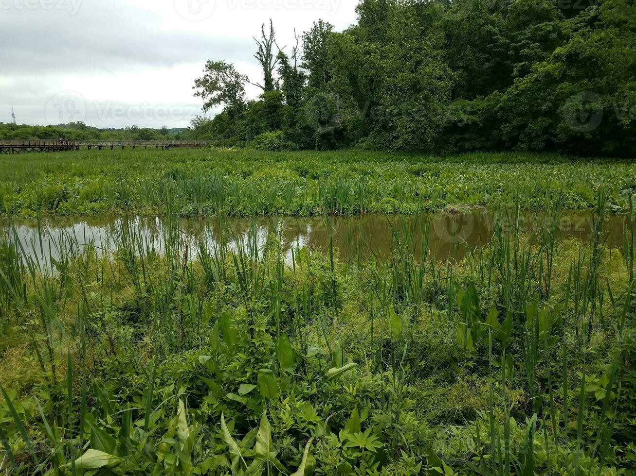 plantas verdes com água no pântano ou pântano foto