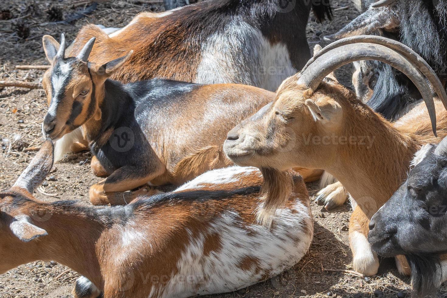 alguma cabra em uma fazenda foto