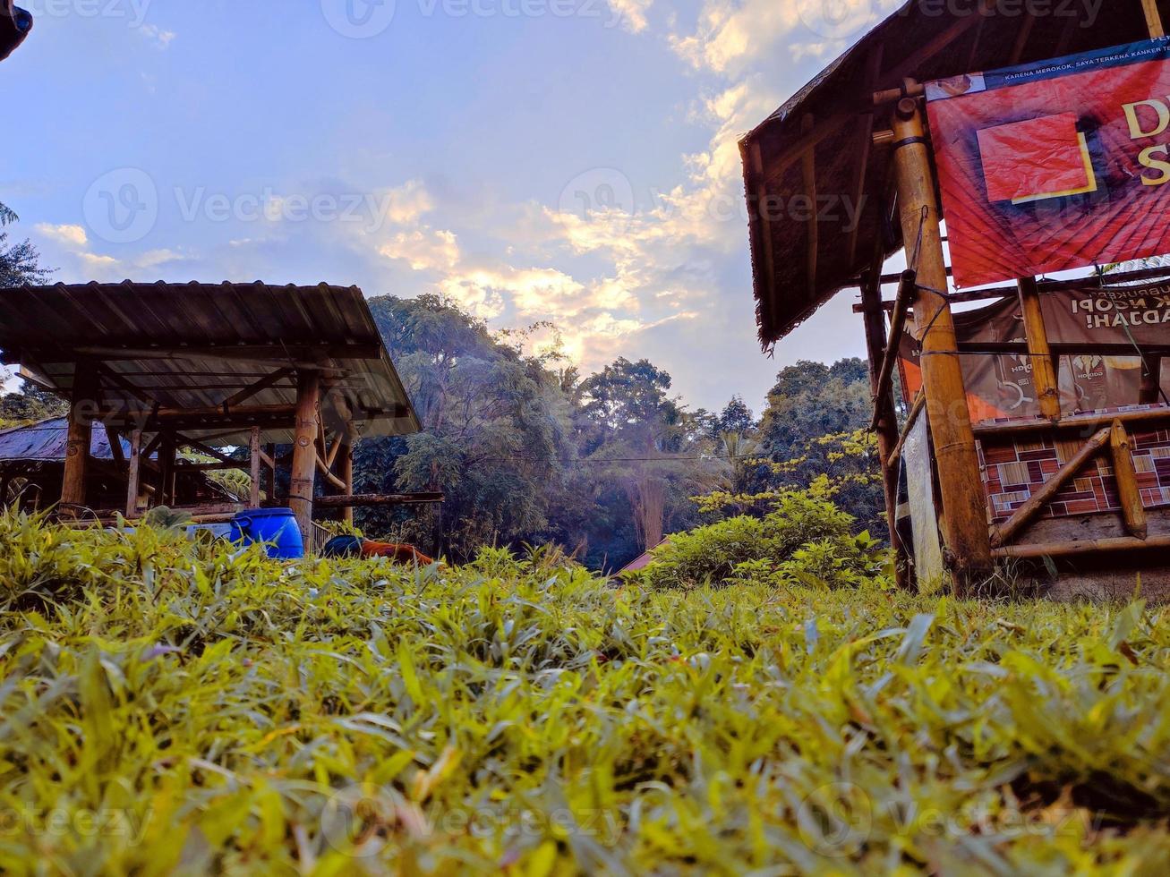 bela vista no jardim à tarde foto