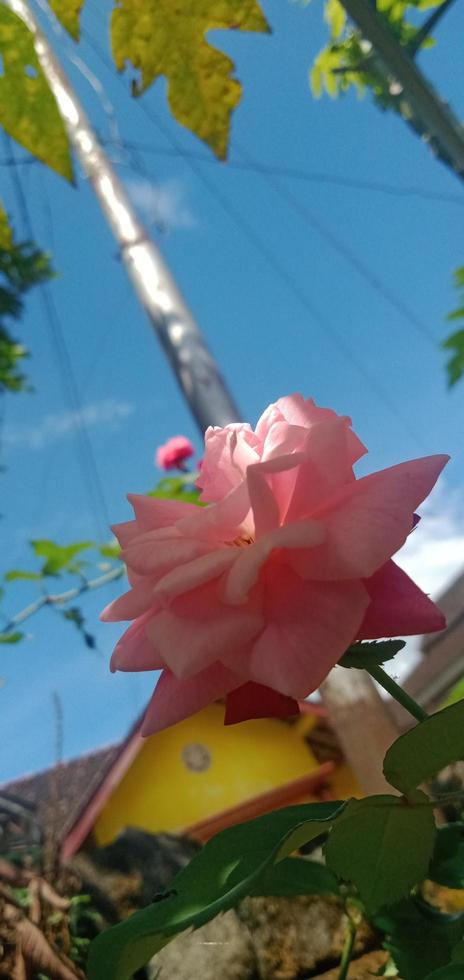 lindas flores rosas foto