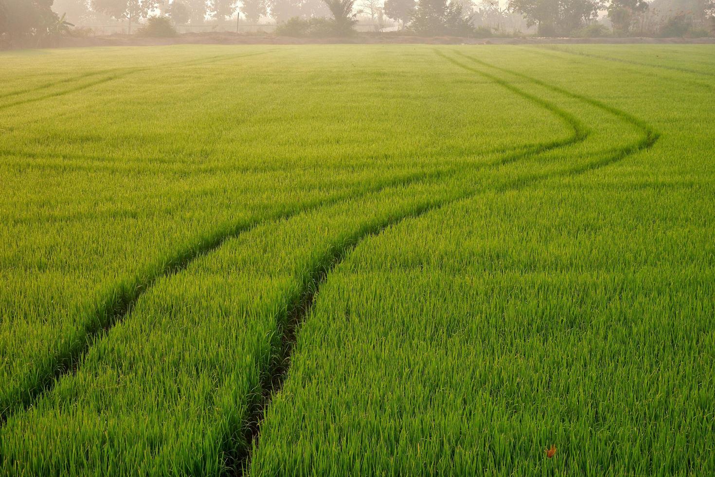 concentre-se em primeiro plano de faixas de trator de pulverizador de linha curva após pulverizar completamente fertilizantes ou herbicidas químicos no campo de arroz verde colorido no horário da manhã foto