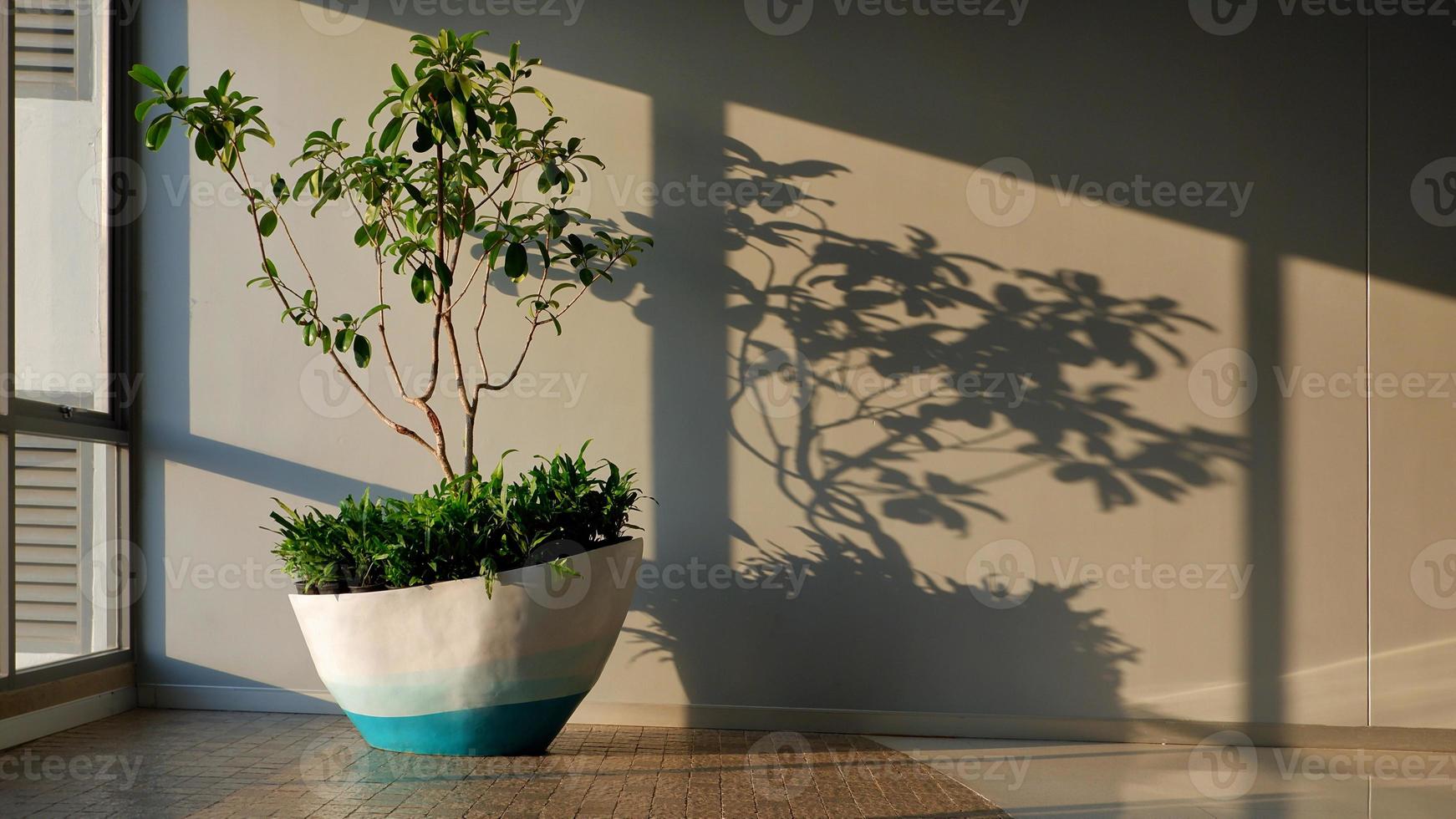 luz do sol brilhando através da parede de vidro com planta decorativa dentro da sala de estar, vista frontal com espaço de cópia foto