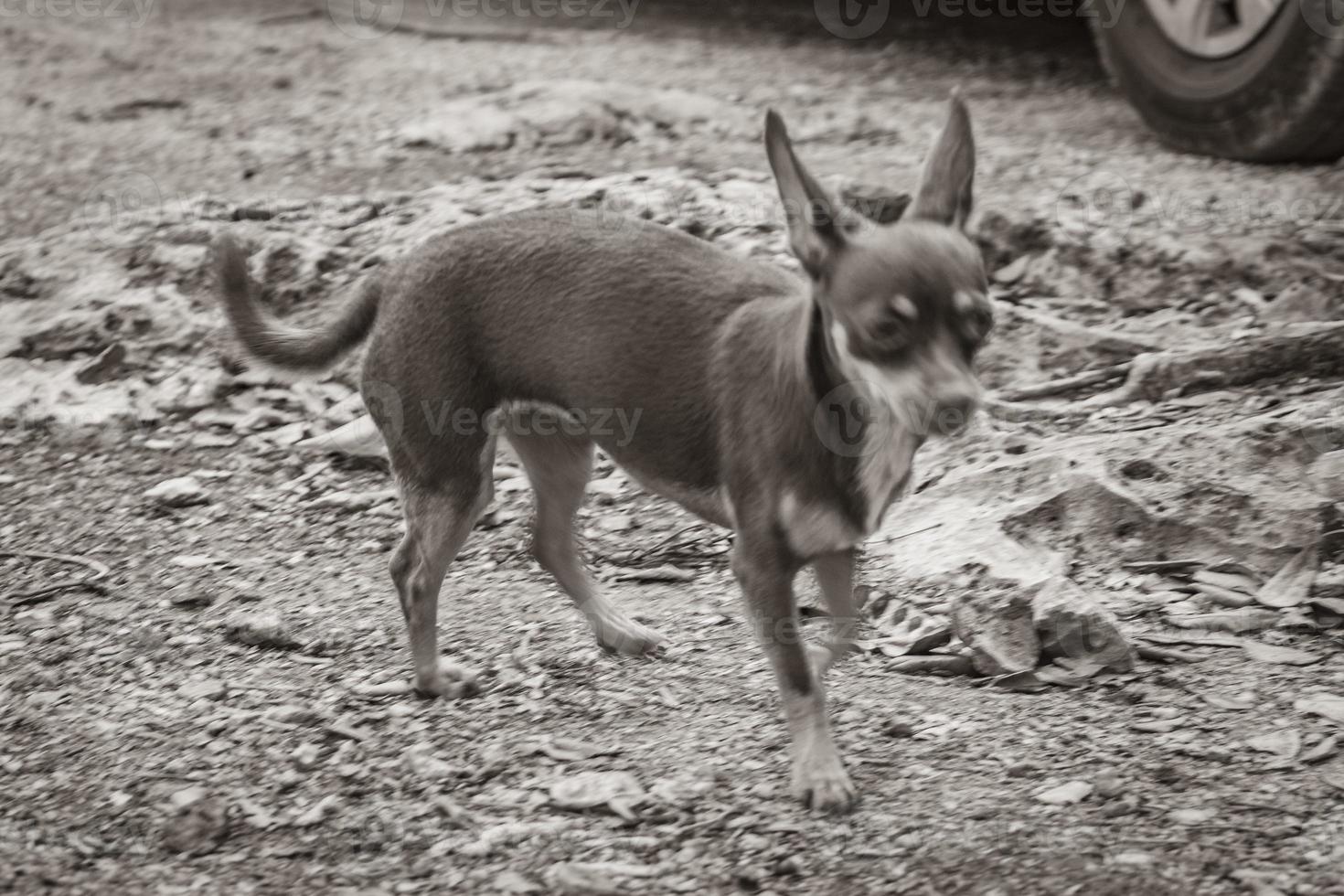 cão terrier de brinquedo russo marrom mexicano em tulum méxico. foto
