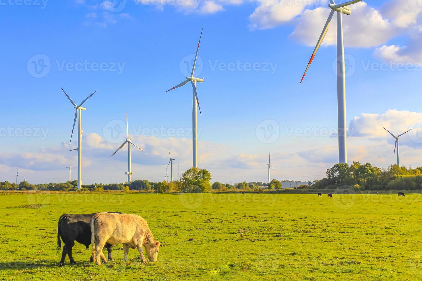 campo agrícola do norte da Alemanha com vacas natureza paisagem panorama alemanha. foto