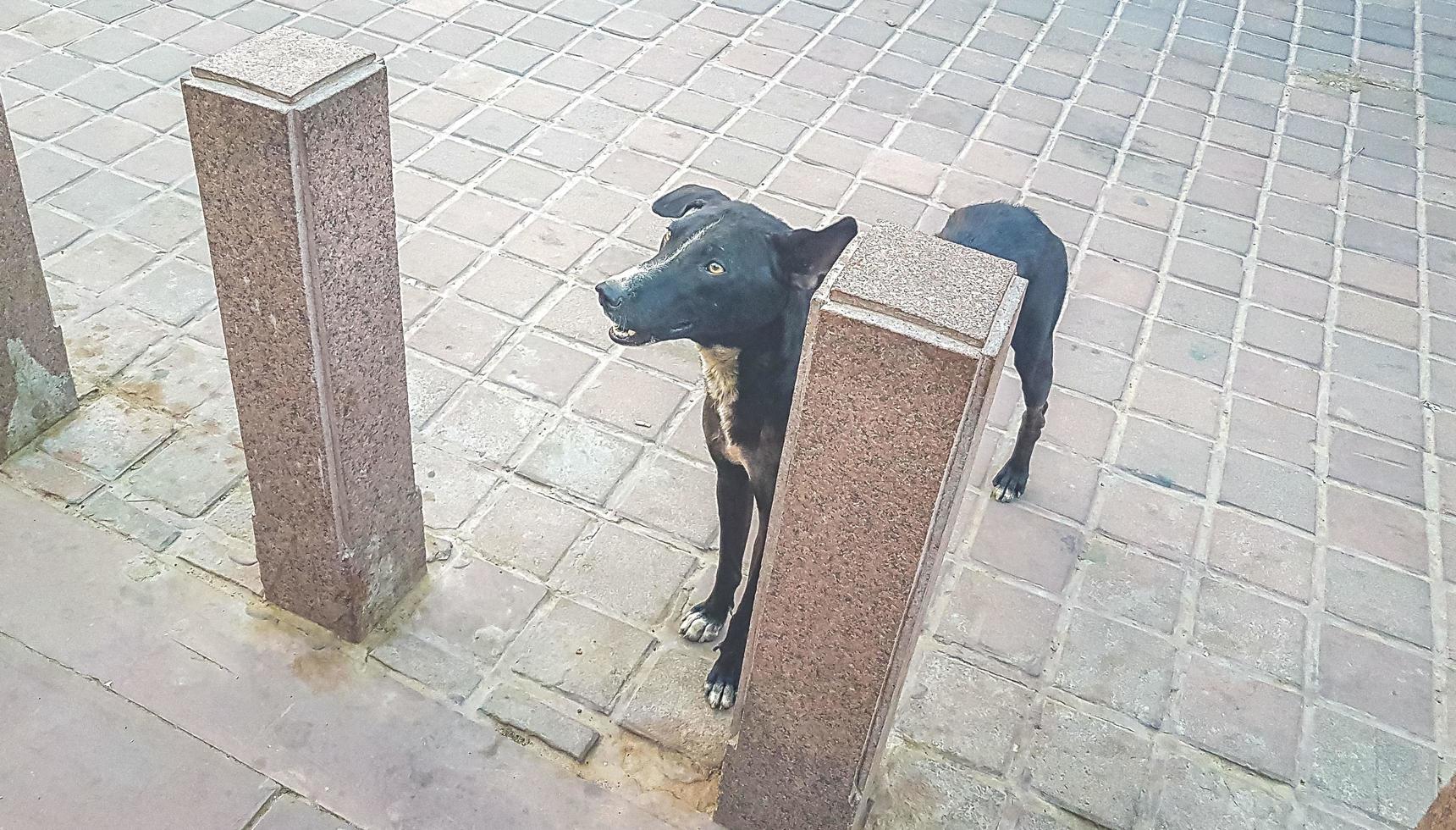 cães vadios sujos com fome em agra índia. foto