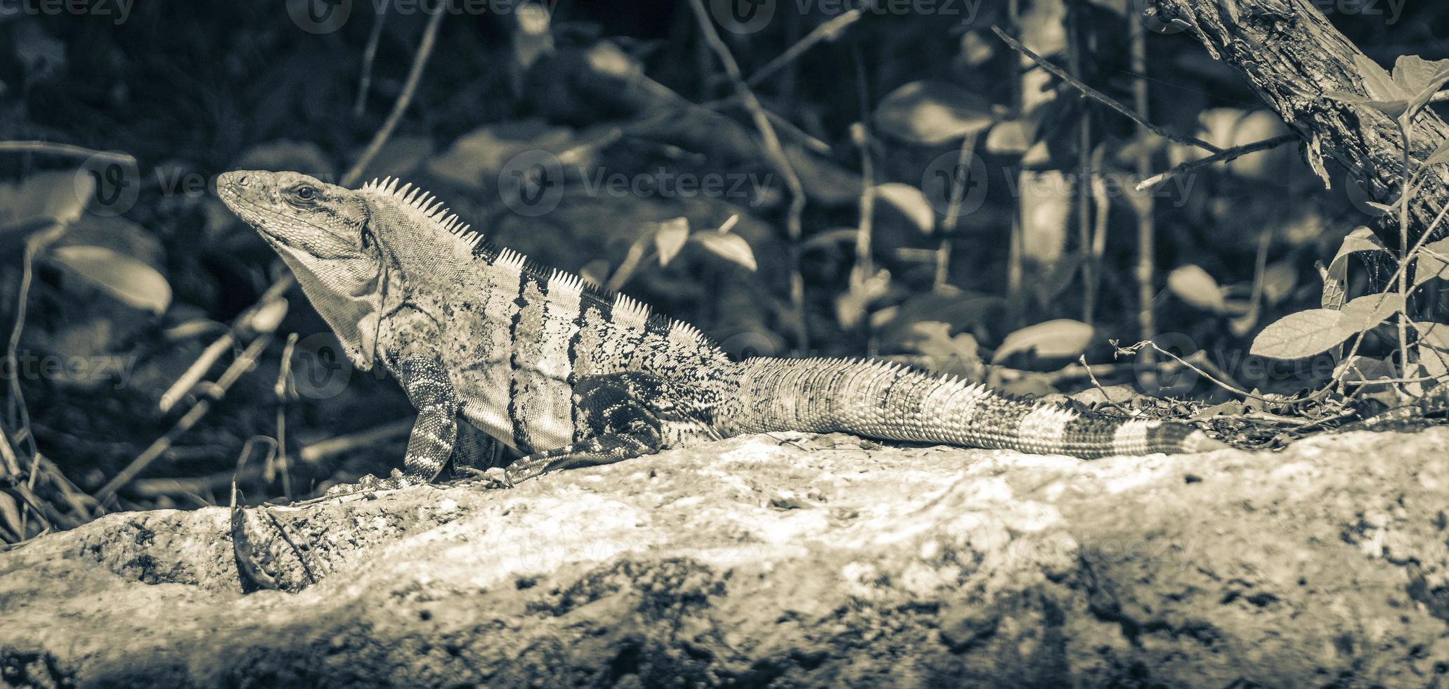 a iguana mexicana encontra-se na floresta natural de pedra rochosa do méxico. foto