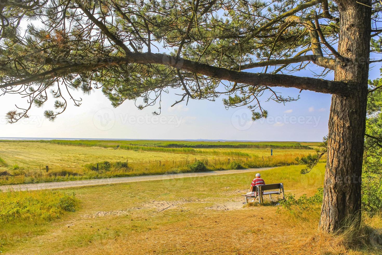 vista panorâmica natural com caminho plantas verdes árvores floresta alemanha. foto