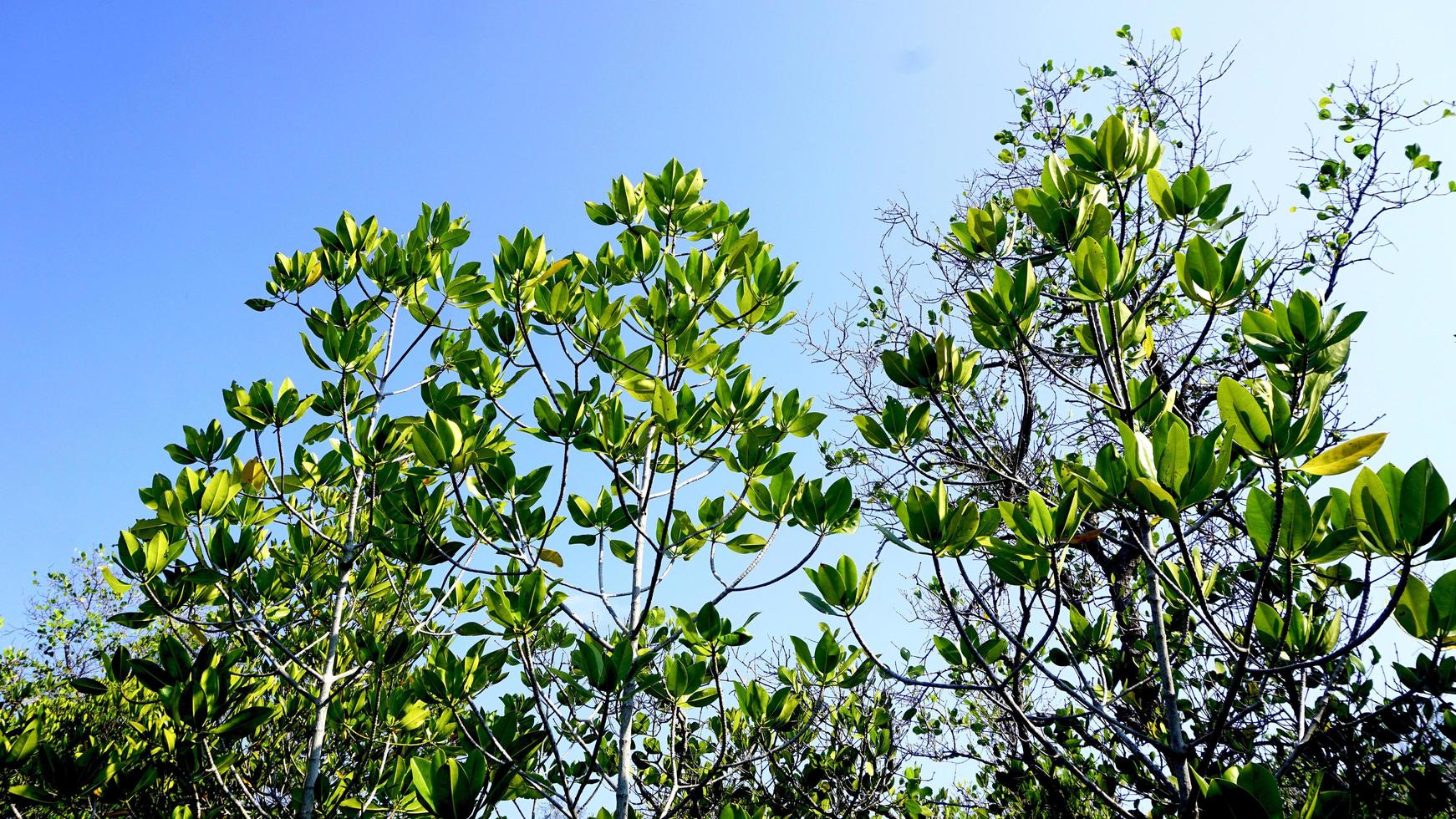 topo da árvore de mangue da floresta foto