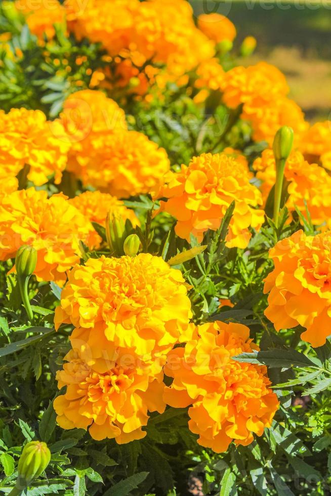 flores coloridas brancas amarelas flores plantas no prado verde alemanha. foto