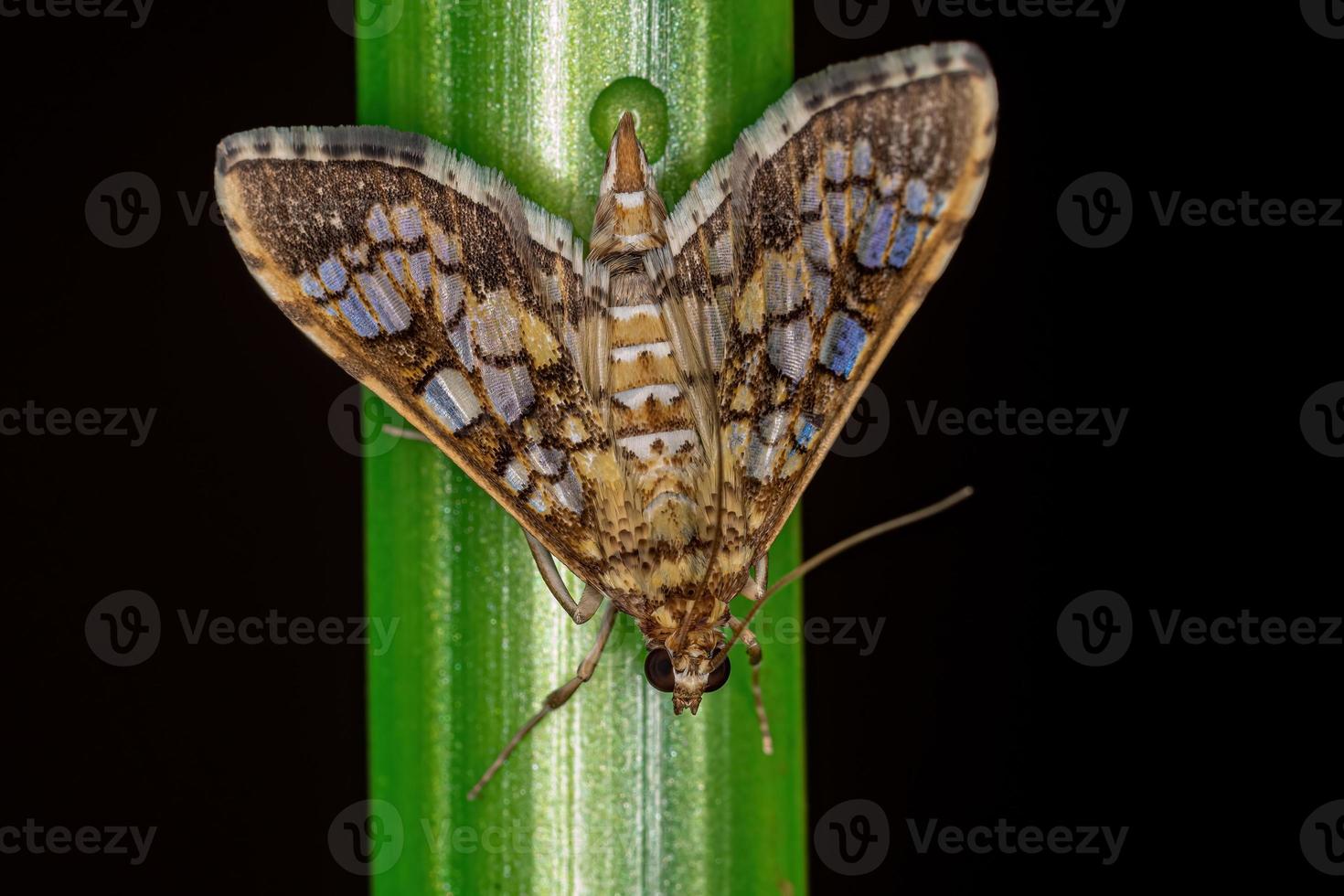 mariposa de epipagis laranja adulta foto