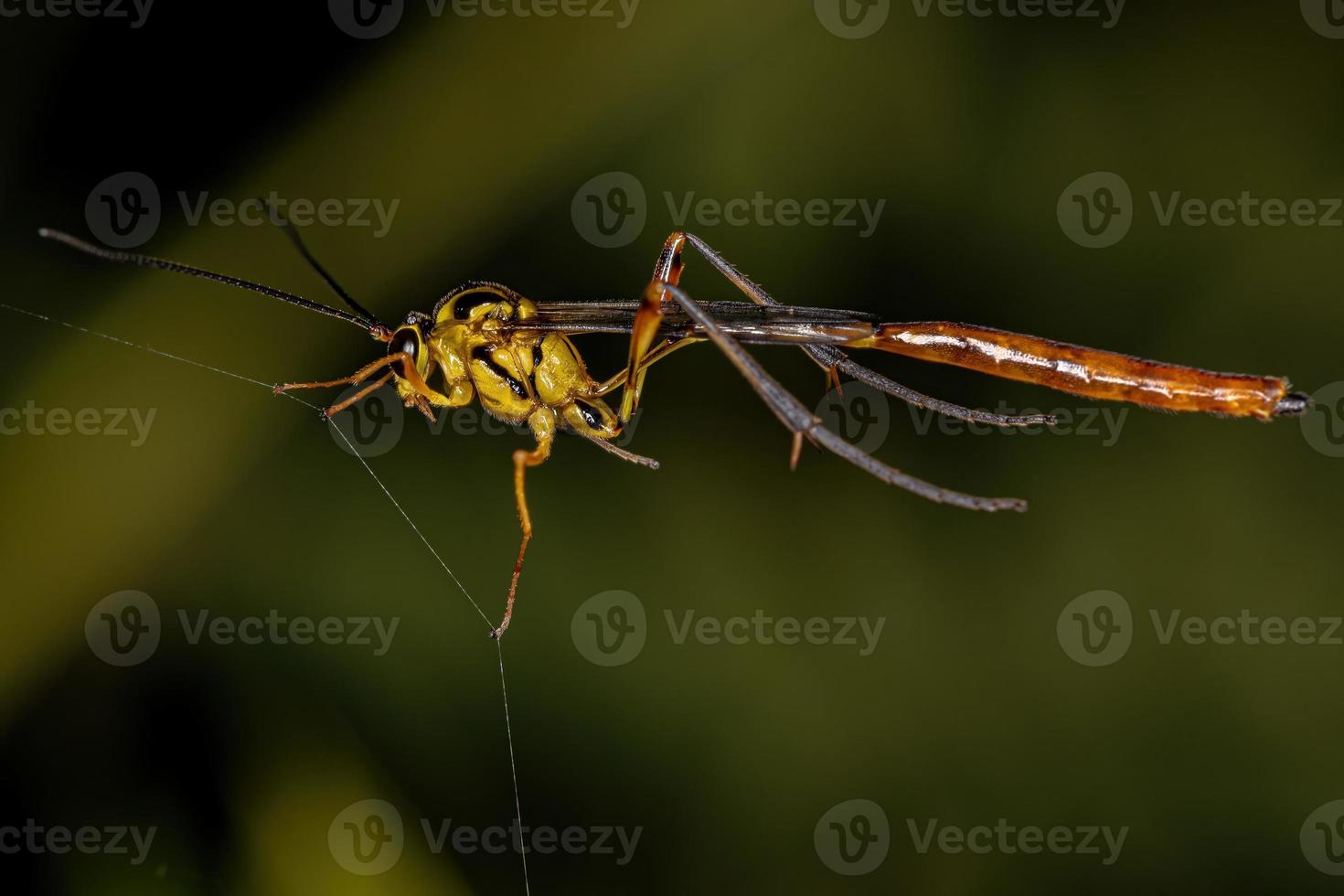 vespa ichneumonida adulta foto