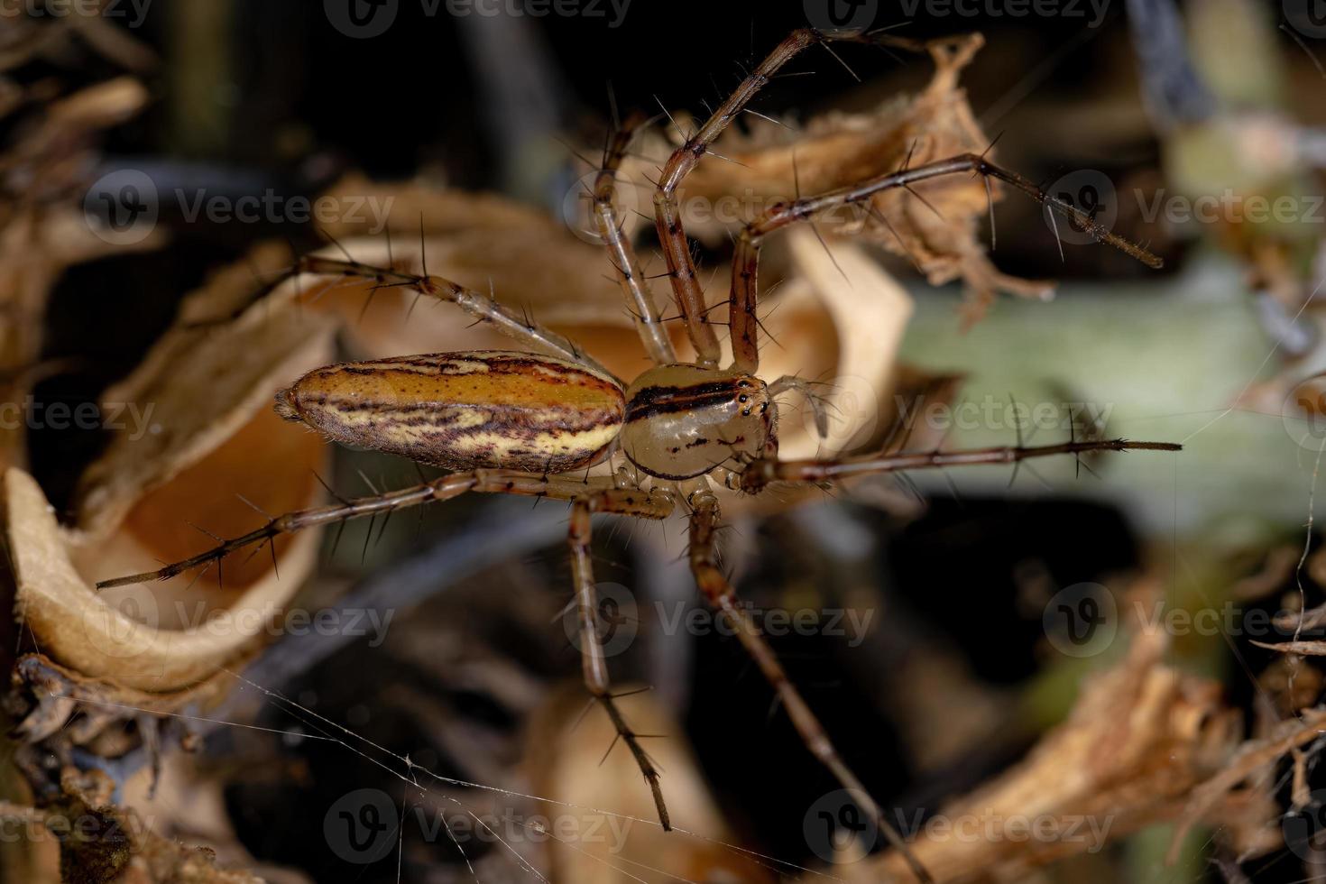 aranha lince fêmea adulta foto