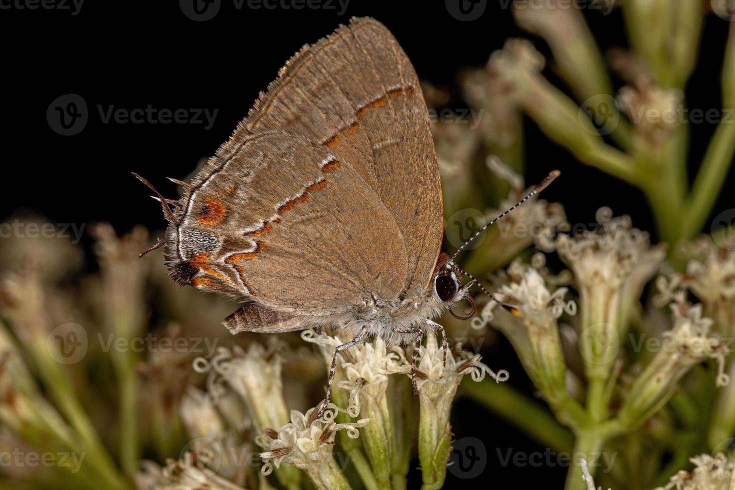 borboleta adulta com asas finas foto