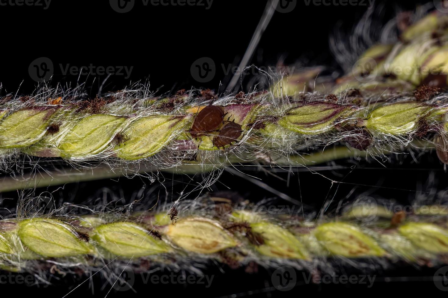 grupo de pequenos pulgões marrons foto