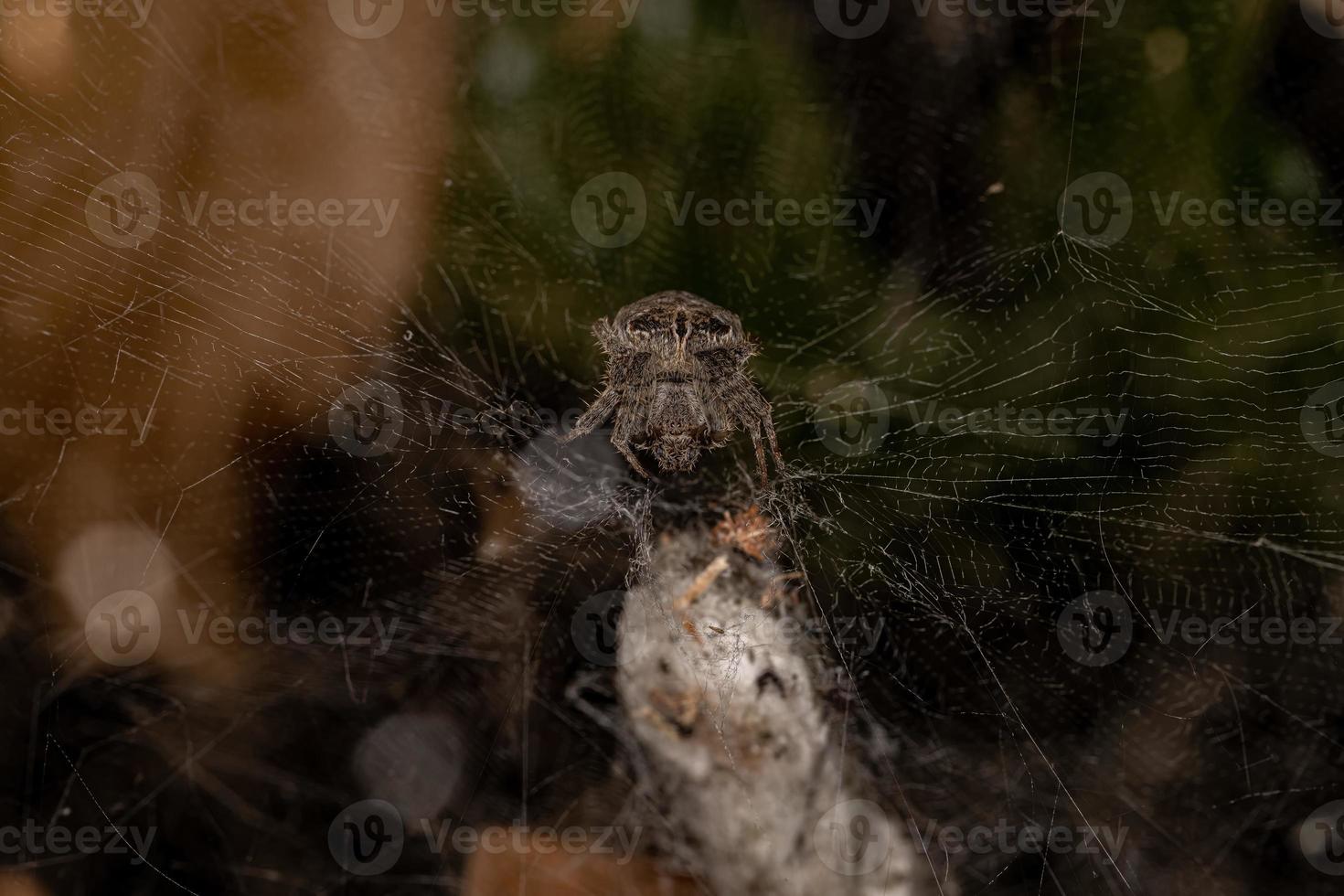 aranha de teia de tenda tropical fêmea adulta foto