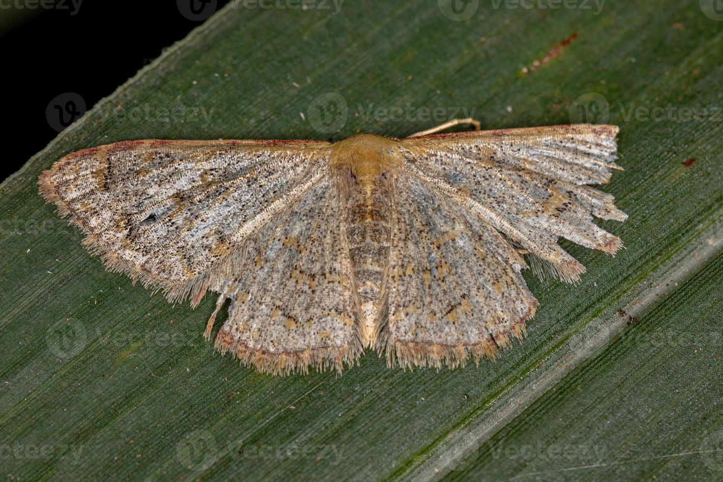 mariposa geômetra adulta foto