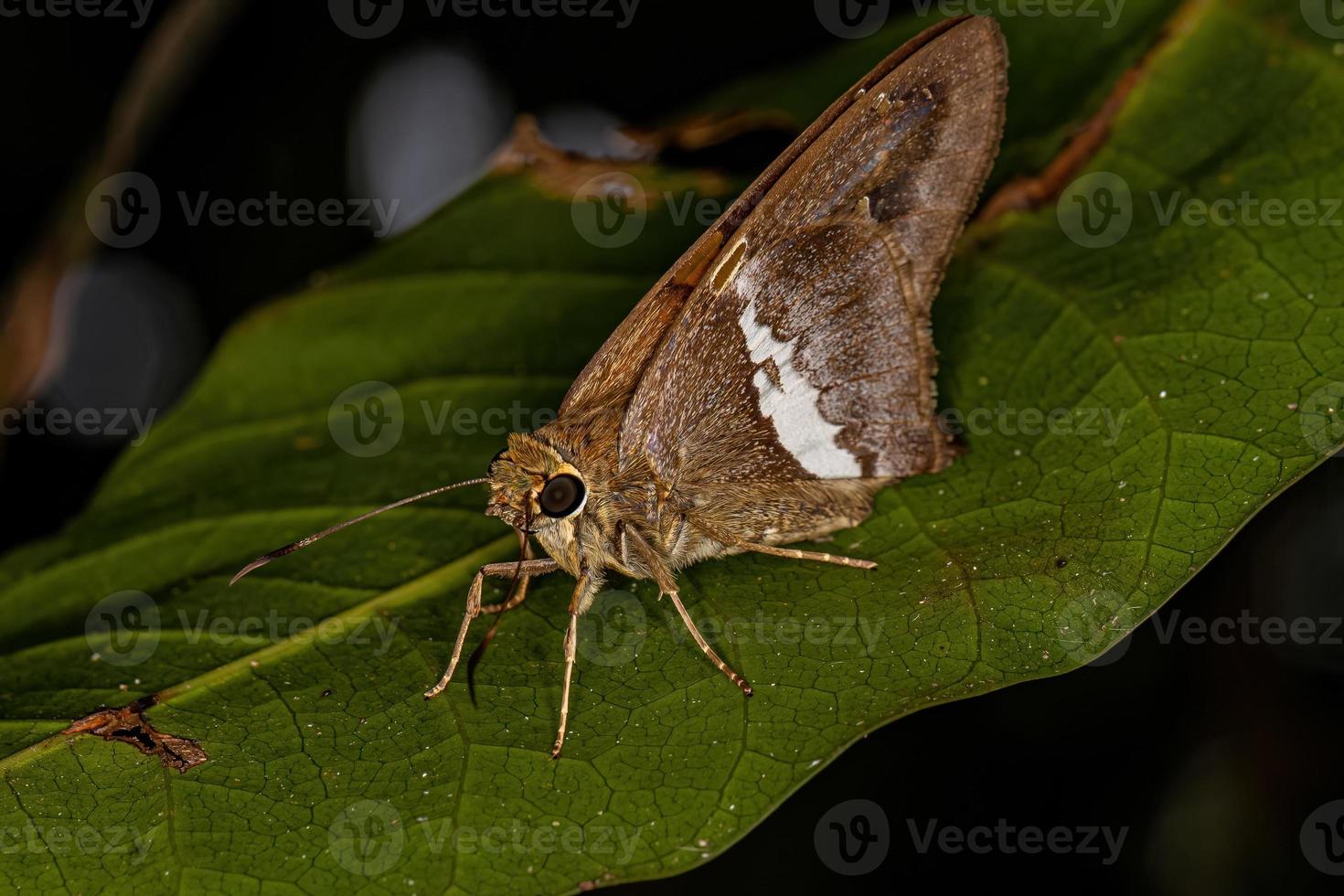 borboleta de cauda longa adulta foto