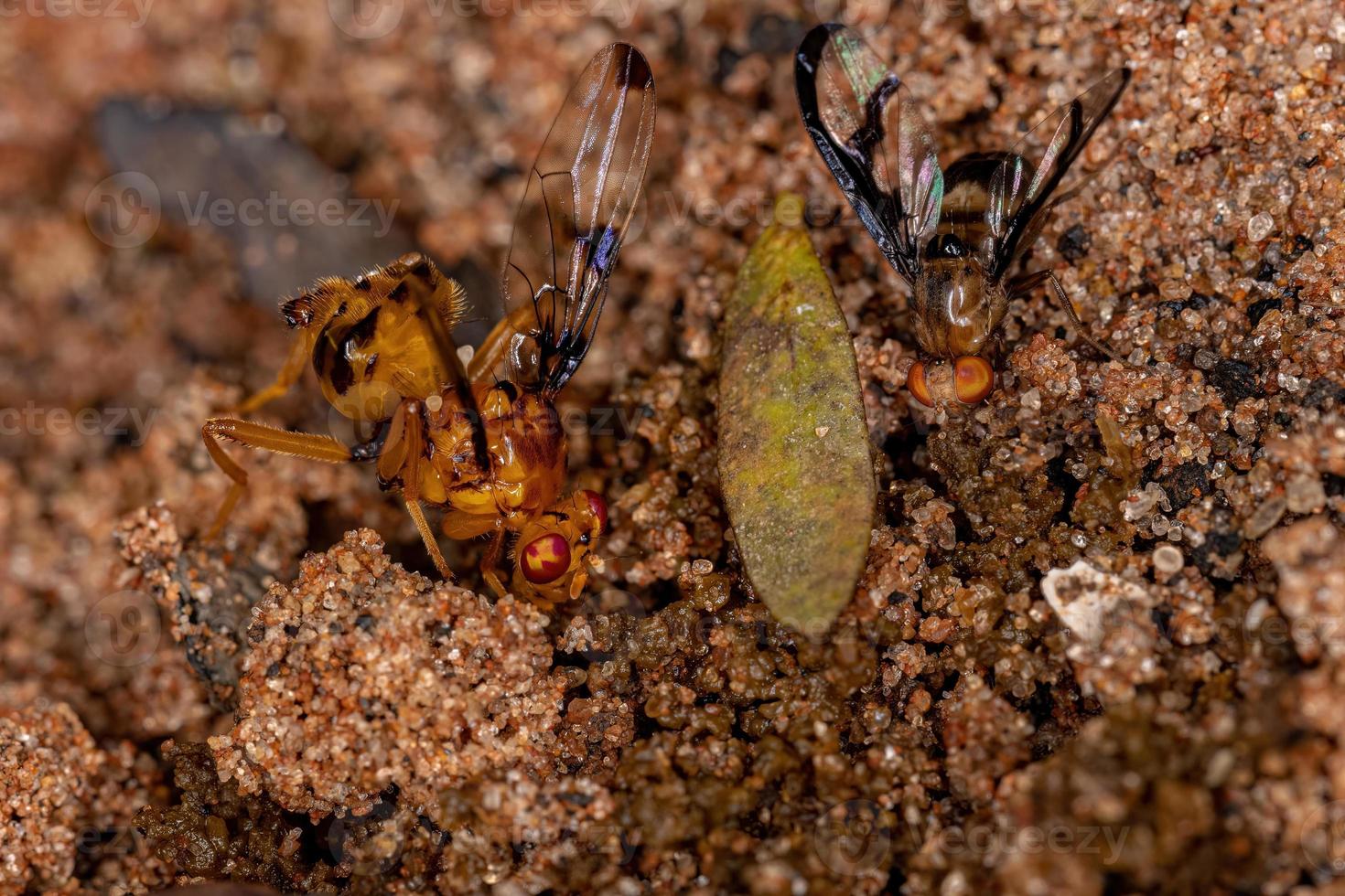 mosca adulta com asas e uma mosca sinalizadora adulta foto