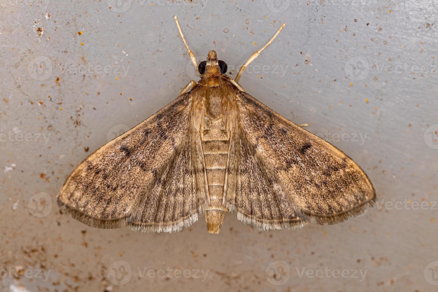 mariposa pérola adulta foto