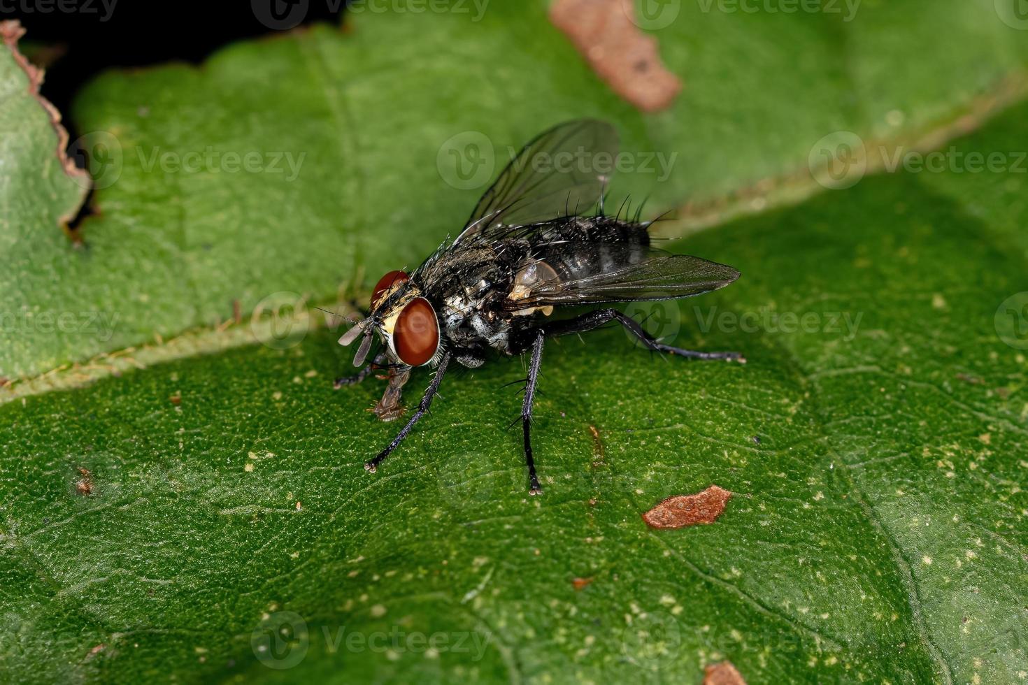 mosca de cerdas adulta foto