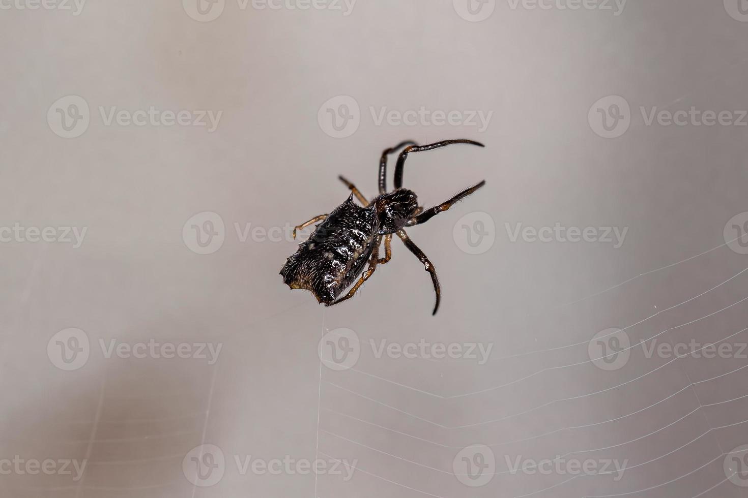 pequena aranha orbweaver fêmea foto