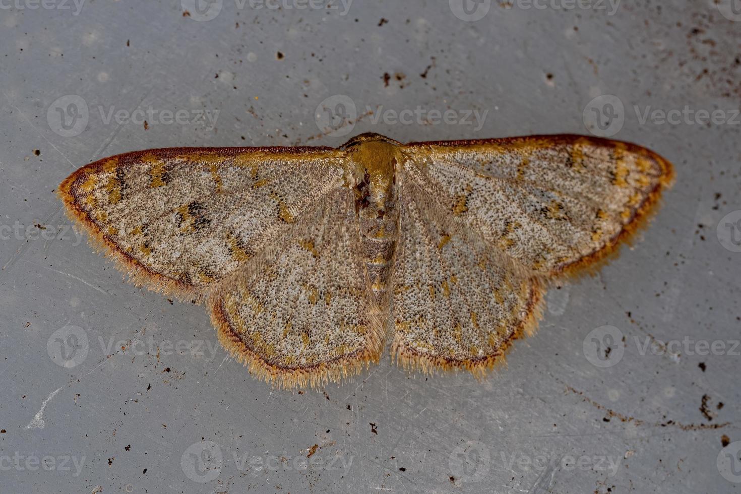 mariposa geômetra adulta foto